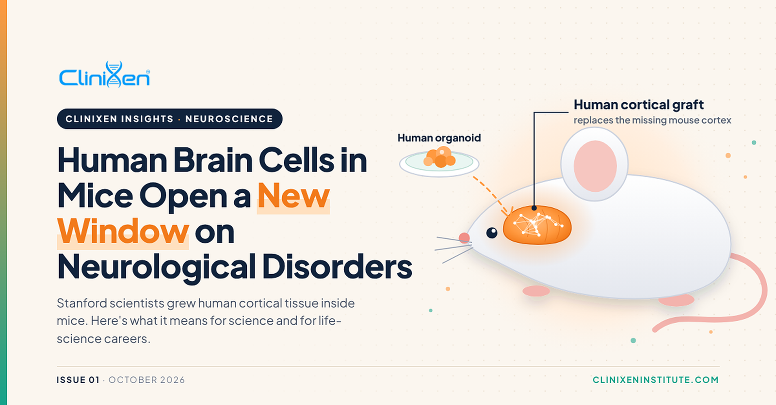 Human Brain Cells in Mice Open a New Window on Neurological Disorders